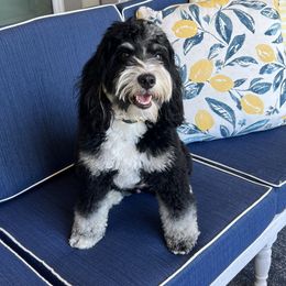 Charley - Bernedoodle