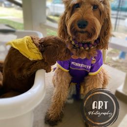 Goldendoodle Puppies from BasilBella’s Doodles