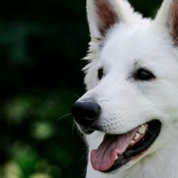 Berger Blanc Suisses from Windswept White Swiss Shepherds