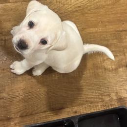 Girl 6  Yellow collar Fee 3,400 - Yellow female Labrador Retriever puppy in Santa Clarita, California from Five Star Labradors