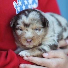 Dev - Red merle male Australian Shepherd puppy in Cedar City, Utah from 10-BAR-Y RANCH