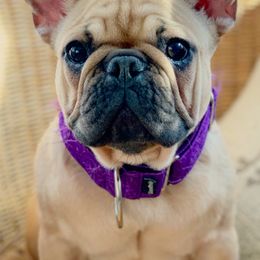 French Bulldogs from Paw and Oates