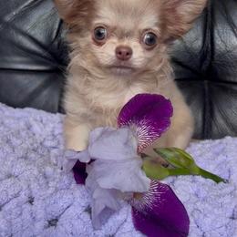 Isabella - Fawn female Chihuahua puppy in Lucas, Texas from Sugar Cookie Chihuahuas