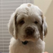Clumber Spaniels from Cajun Clumber Spaniels