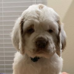 Clumber Spaniels from Cajun Clumber Spaniels