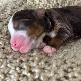 Chase - Brown and white male Bernedoodle puppy in Hillsboro, Oregon from Myt fine doodles
