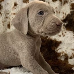 Weimaraner Puppies from Golden Hill’s Weimaraner’s
