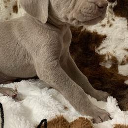 Weimaraner Puppies from Golden Hill’s Weimaraner’s