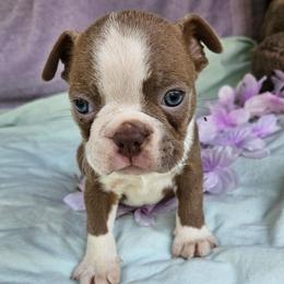 MIKE - Lilac male Boston Terrier puppy in Anderson, South Carolina from Lola’s House of Bostons & Rescue
