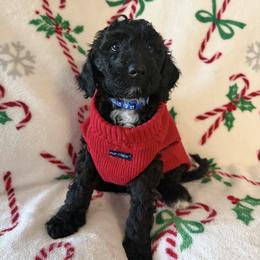 Bernedoodle, Goldendoodle, and Poodle Puppies from Gentle Paw Goldendoodles