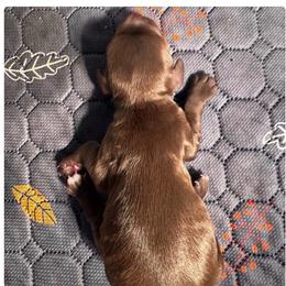 Rocky - Liver male English Cocker Spaniel puppy in Elko, Georgia from HillTop Brittany Kennel