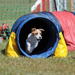 Princess - Parson Russell Terrier