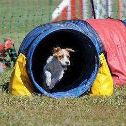 Princess - Parson Russell Terrier