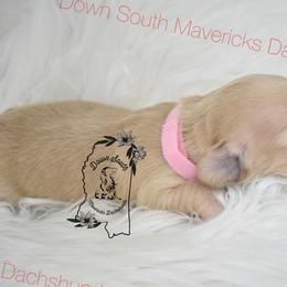 Pink girl - Cream female Dachshund puppy in Seminary, Mississippi from Down South Mavericks Dachshunds