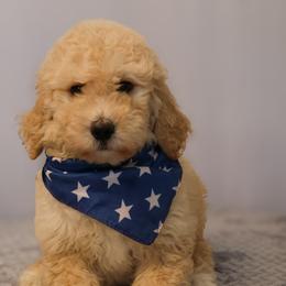 Teddy - Apricot male Goldendoodle puppy in Apopka, Florida from Rae Precious Puppies
