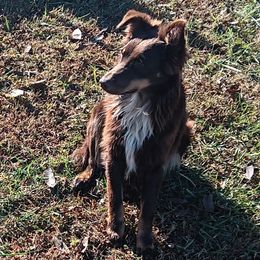 Miniature Australian Shepherd puppies from Mike & Josh Mini & Toy Aussies