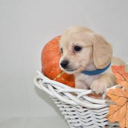 Blue cream boy - Cream male Dachshund puppy in Seminary, Mississippi from Down South Mavericks Dachshunds