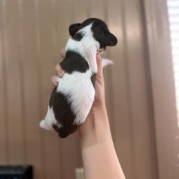 Spot - Piebald male Dachshund puppy in Nashville, Arkansas from Cuddles n Curls