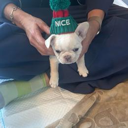 Opal - White female French Bulldog puppy in Estes Park, Colorado from Camper Puppy