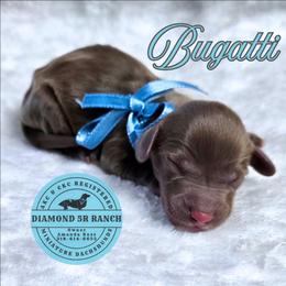 BUGATTI - Chocolate male Dachshund puppy in Columbia, Louisiana from Diamond 5R Ranch AKC & CKC Miniature Dachshunds