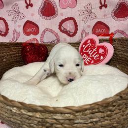 Nutmeg- Long Coat - White and black female Dalmatian puppy in Claremore, Oklahoma from Lotsofdots Dalmatians