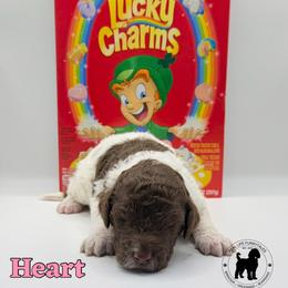 Heart - Chocolate female Goldendoodle puppy in Ponchatoula, Louisiana from Real Life Furrytales