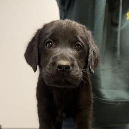 Turquoise - Black male Labrador Retriever puppy in Middleton, New Hampshire from Tag Hollow