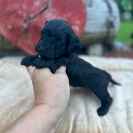 Boba - Black female Assorted Doodle Crosses puppy in Coal City, Indiana from Angel Blue Dogs