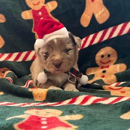 Minimal white RMM - Red merle male Miniature Australian Shepherd puppy in Connelly Springs, North Carolina from Appalachian Aussies
