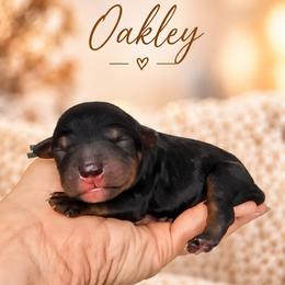 Oakley - Phantom male Bernedoodle puppy in Erda, Utah from Country Lane Doodles
