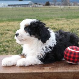 Malibu - Black tri-color female Aussiedoodle puppy in Hamilton, Montana from North Lake Aussies