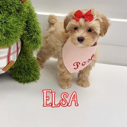 Elsa - Apricot female Maltipoo puppy in Buford, Georgia from Petite Posh Puppies