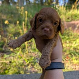 Cedar - Red male Cavapoo puppy in Coshocton, Ohio from Forever Family Puppies