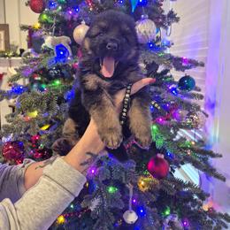 Black collar male - Black and red male German Shepherd puppy in Eugene, Oregon from Vom Osuna K9s