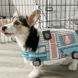 Pembroke Welsh Corgi Puppies from Campbell Ranch Corgis