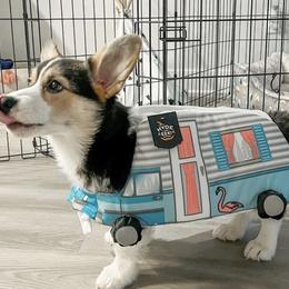 Pembroke Welsh Corgi Puppies from Campbell Ranch Corgis
