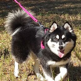 Phoenix  - Pomsky