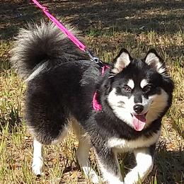 Phoenix  - Pomsky