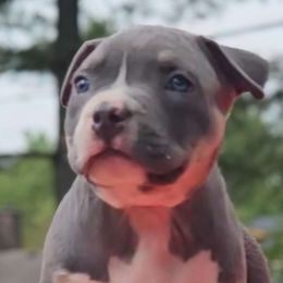 MistMay - Orange collar girl - American Bully puppy from Deuce's Den