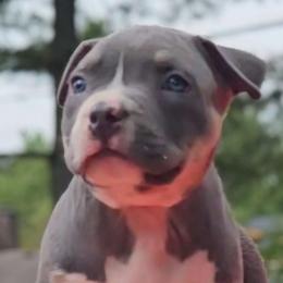 MistMay - Orange collar girl - American Bully puppy from Deuce's Den