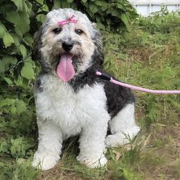 Angel - Bernedoodle