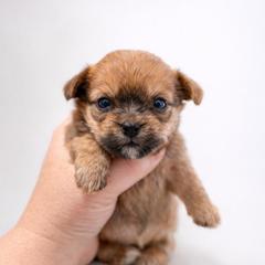 Edmond 1450 - Gold male Shorkie puppy in Midland, Texas from Southern Yorkie Pies