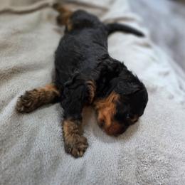 Freddy - Phantom male Bernedoodle puppy in Malden, Illinois from Doting Doodles
