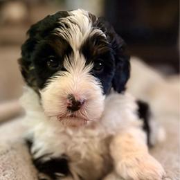 Pink girl - Black and white female Bernedoodle puppy in Lake, Michigan from 3 King Doodles & Poodles