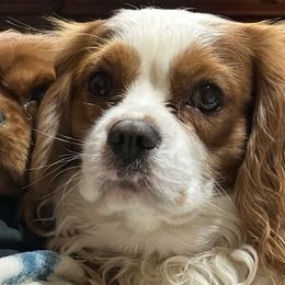 Finn - Cavalier King Charles Spaniel