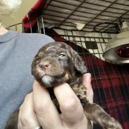 Maxwells - Phantom male Goldendoodle puppy in Waynesboro, Virginia from Forest Creek Kennel