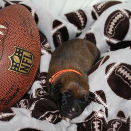 Belgian Malinois Puppies from Pyrex Kennels