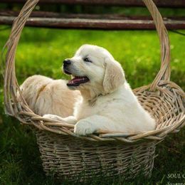 Golden Retrievers from Earth Angel Goldens