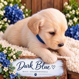 Goldendoodle Puppies from Aaryn Allman