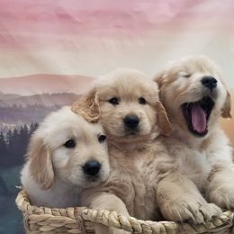 Golden Retriever Puppies from SUN-GOLDEN KENNELS